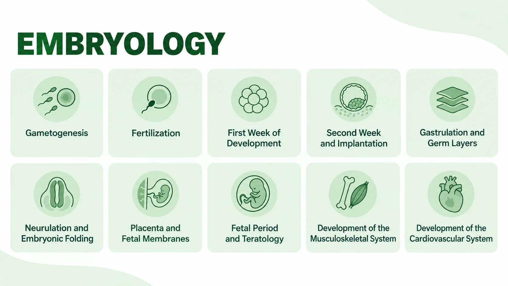 Embryology subject visual